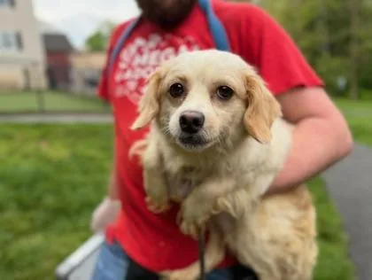 An adult small-sized female Mixed Breed dog named Freesia for adoption in West Chester, PA
