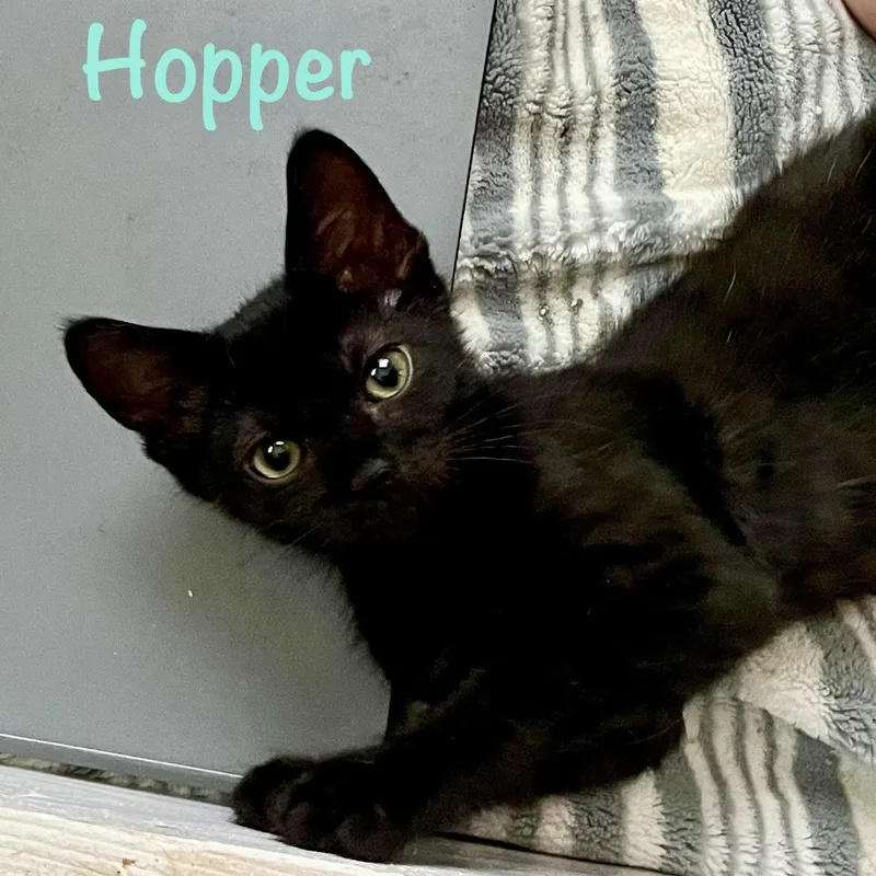A baby medium-sized male Black Domestic Short Hair cat named Hopper for adoption in Reston, VA