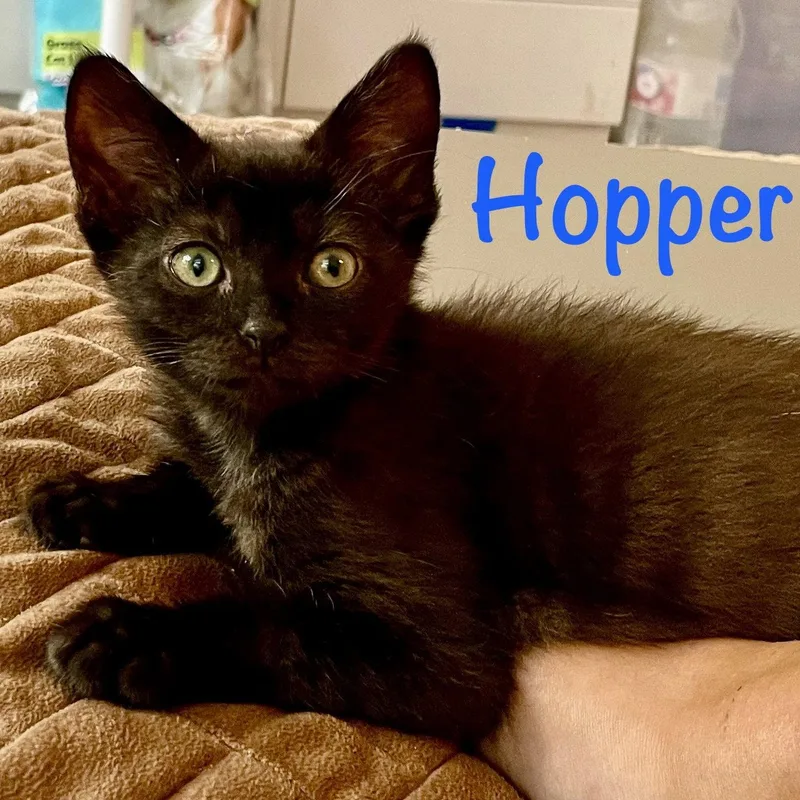 Hopper thumbnail 2