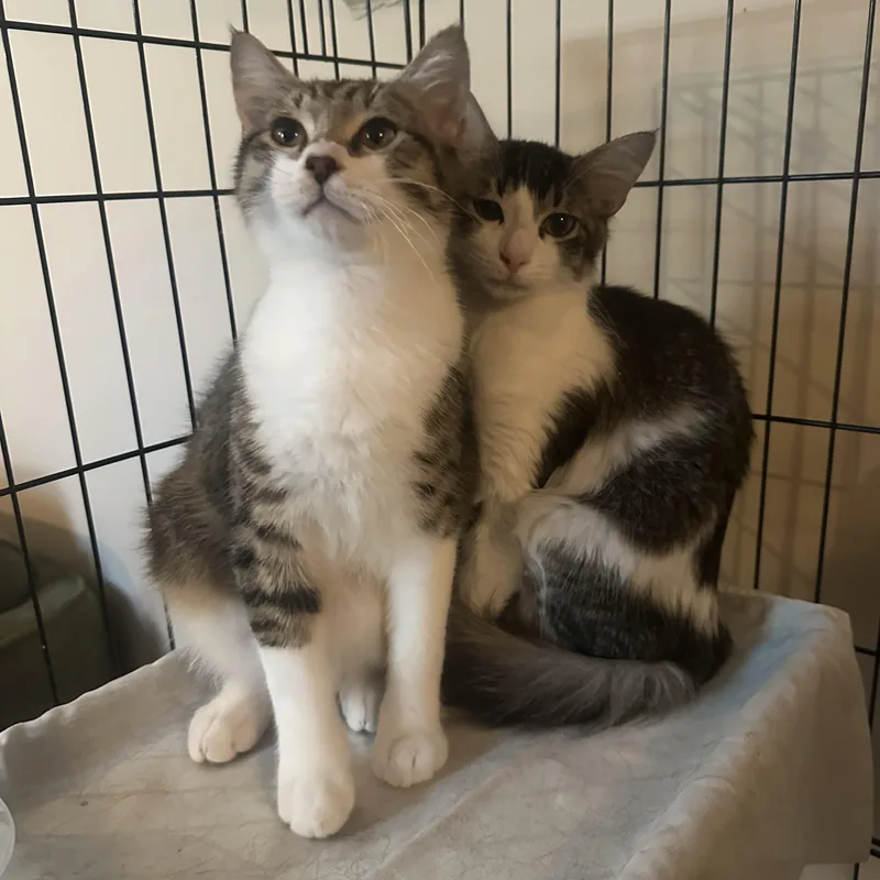 A baby medium-sized male Tabby (Brown / Chocolate) Domestic Short Hair cat named Percy for adoption in Fort Worth, TX