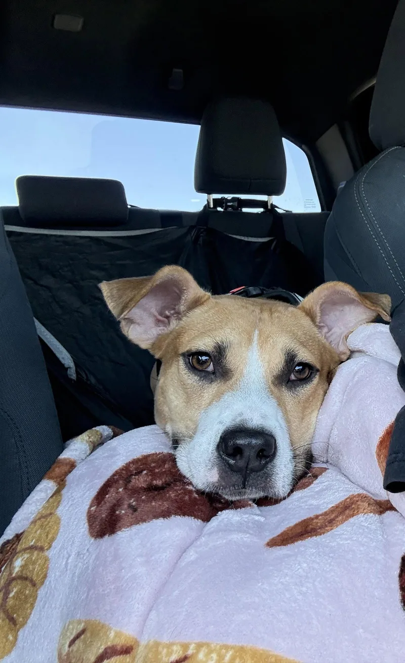 A young medium-sized female Mixed Breed dog named Nova for adoption in Polson, MT