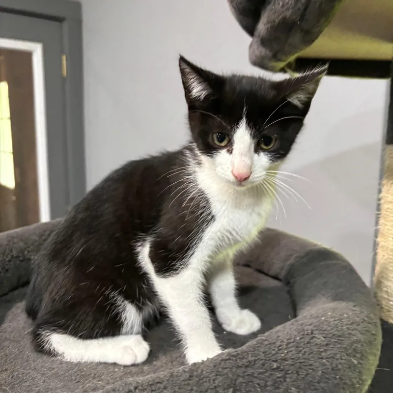 A baby small-sized male Black Domestic Short Hair cat named Kelso for adoption in Shelbyville, IN