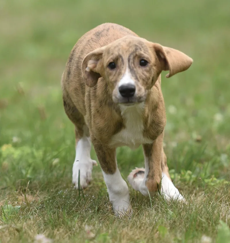 A baby medium-sized male Plott Hound dog named Persy for adoption in Mechanicsburg, PA