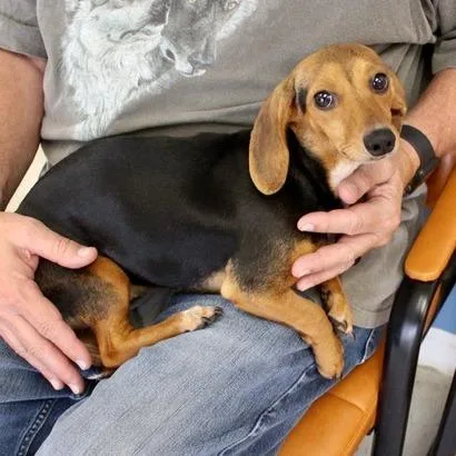 A young small-sized female Black Dachshund dog named Rose for adoption in Birmingham, AL
