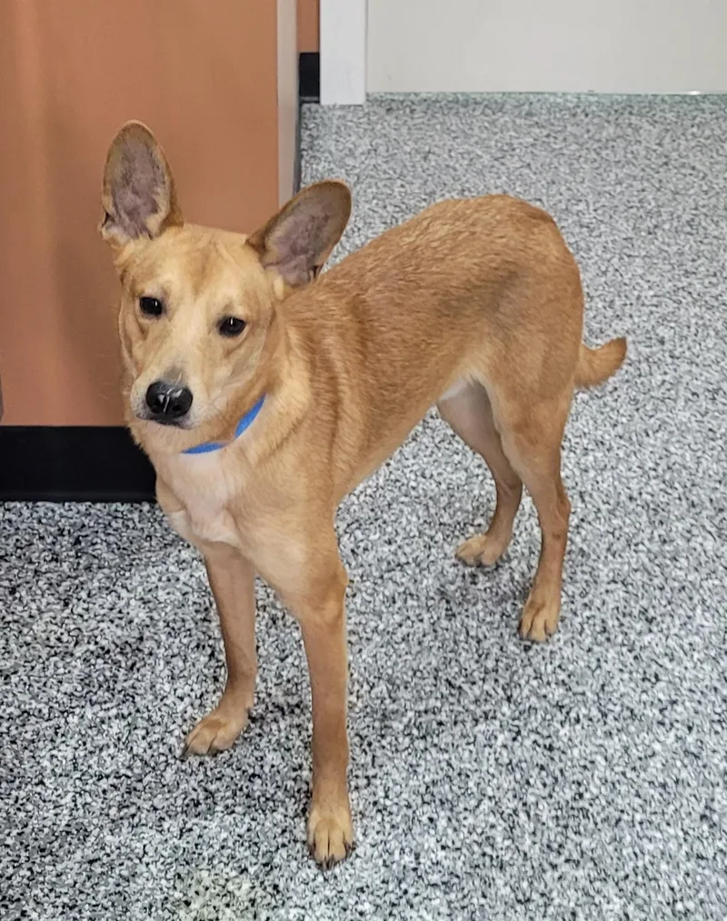 A young medium-sized male Golden Smooth Collie dog named Jermaine for adoption in Catlettsburg, KY