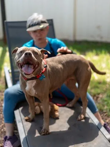 An adult large-sized female Mixed Breed dog named Lady Gray for adoption in Chamblee, GA
