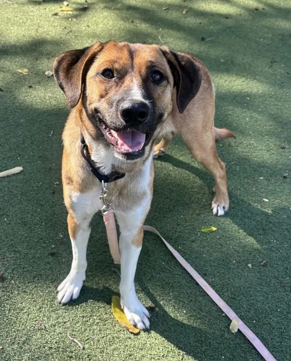 A young large-sized female Black Mouth Cur dog named Roxy for adoption in Oceanside, CA
