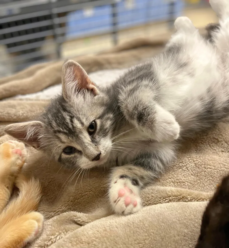 A baby medium-sized female Tabby (Gray / Blue / Silver) Domestic Short Hair cat named Angel for adoption in Seville, OH