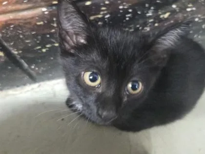A baby small-sized male Domestic Short Hair cat named Aang for adoption in Savannah, GA