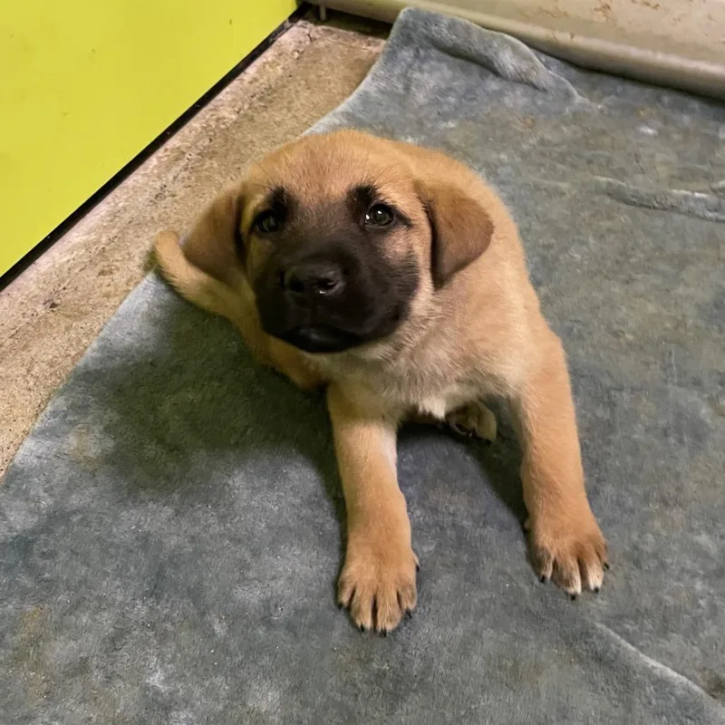 A baby small-sized male Brown / Chocolate Shepherd dog named Indy for adoption in Spokane, WA