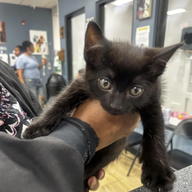 A baby small-sized male Black Domestic Short Hair cat named Halo for adoption in Newark, NJ
