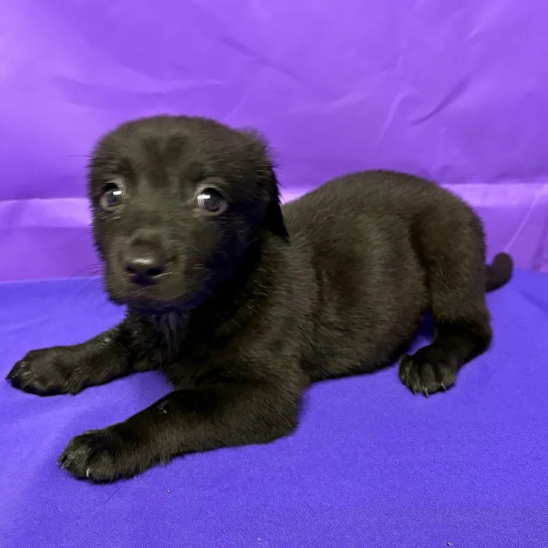 A baby medium-sized female Australian Shepherd dog named Dapper for adoption in North Myrtle Beach, SC