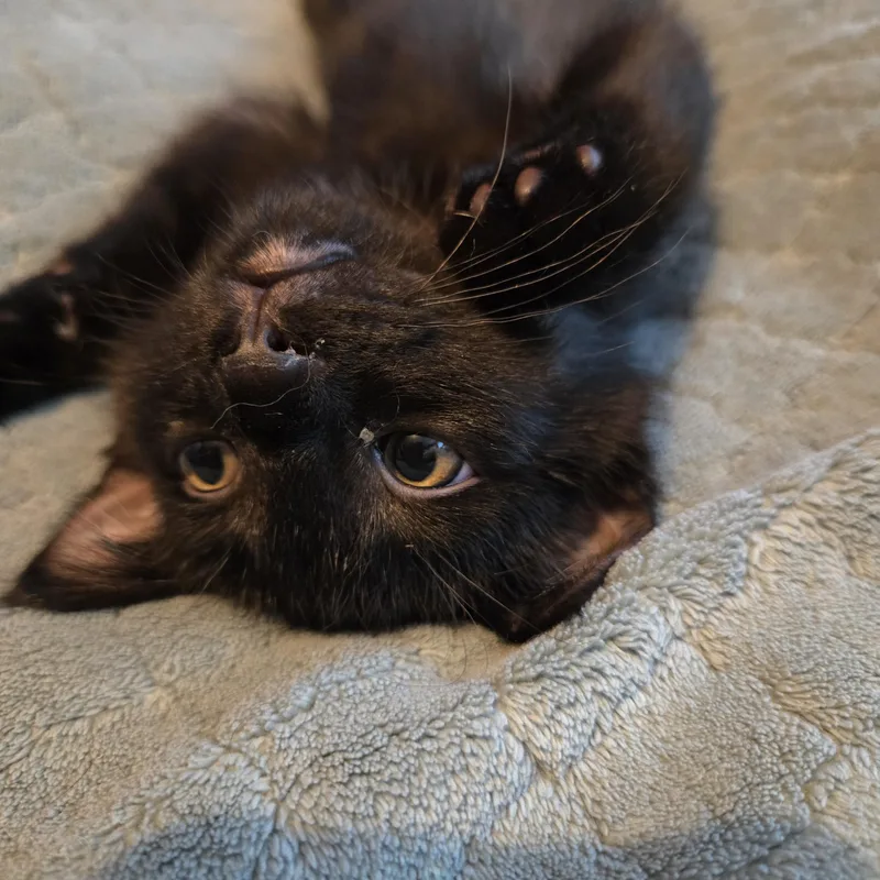 A baby large-sized male Black Domestic Short Hair cat named Mac for adoption in Milwaukee, WI