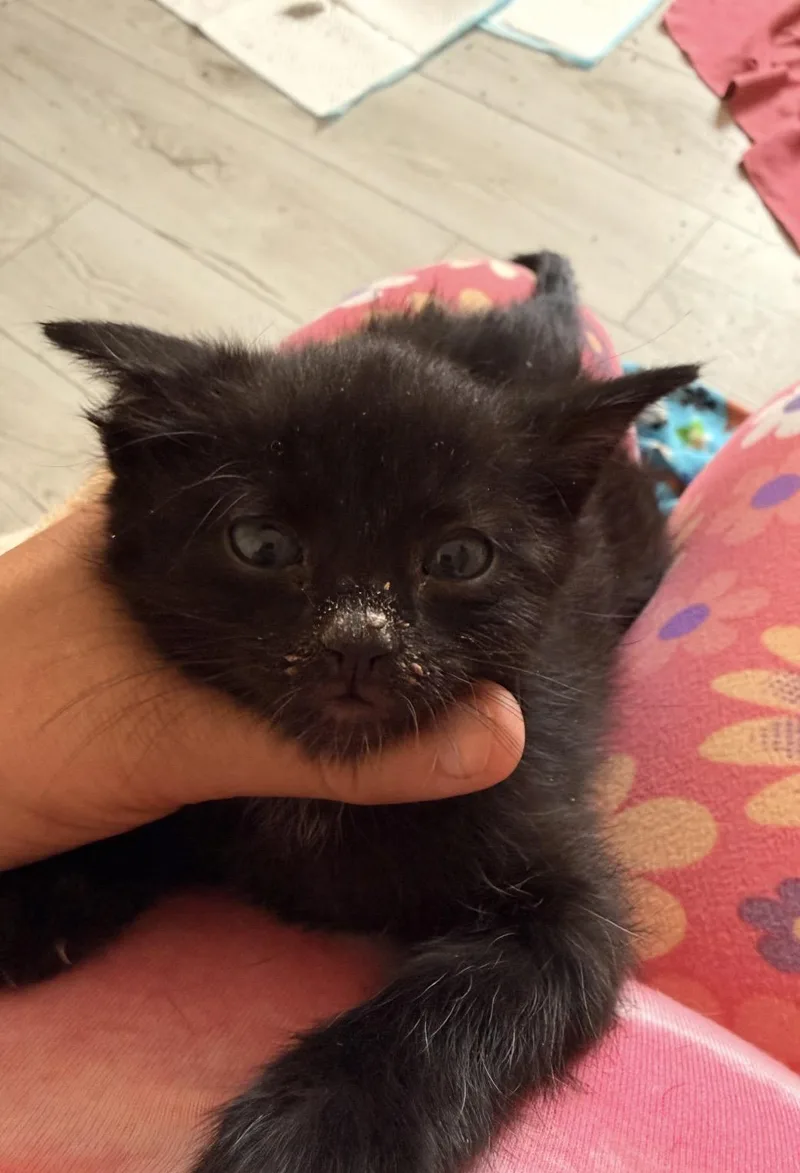 A baby small-sized male Black Domestic Short Hair cat named Wobbles for adoption in Deming, NM