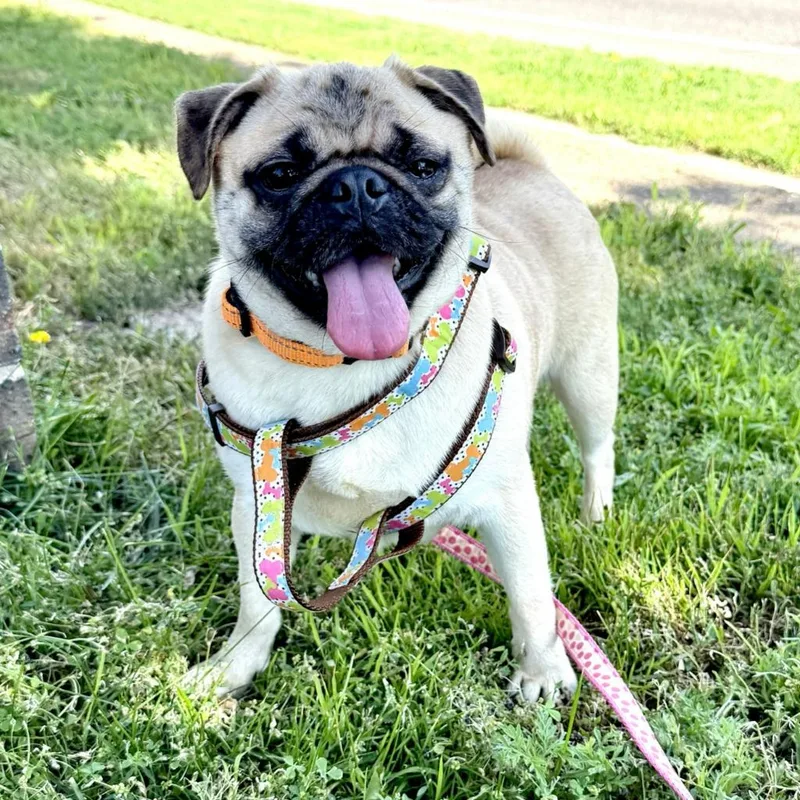 A young small-sized female Pug dog named Lupo for adoption in Minneapolis, MN