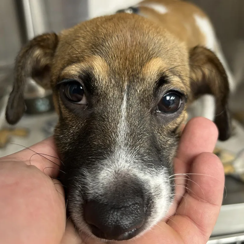 A young small-sized male White / Cream Jack Russell Terrier dog named Buddy for adoption in Uniontown, PA