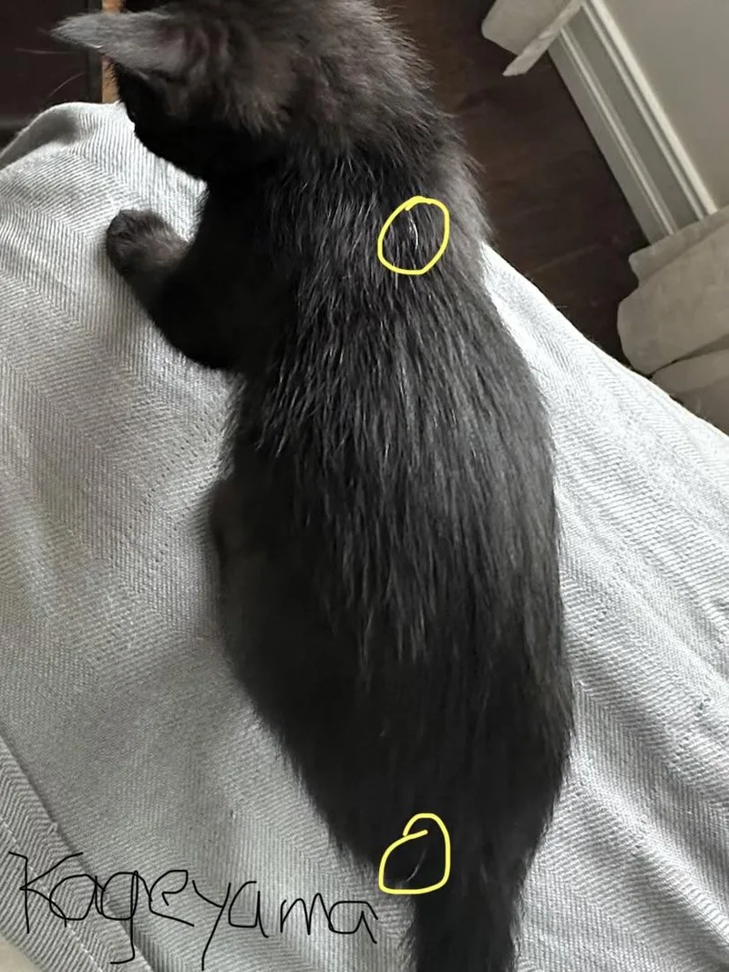 Kageyama thumbnail 3