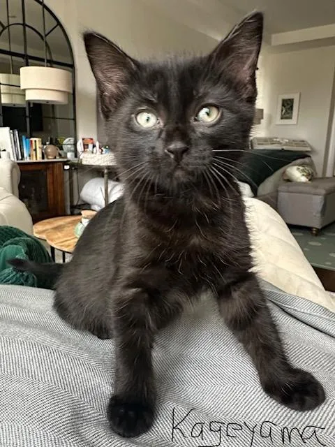 A baby medium-sized male Black Domestic Short Hair cat named Kageyama for adoption in Lauderhill, FL