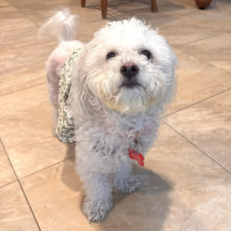 An adult small-sized female White / Cream Lhasa Apso dog named Princess for adoption in Apple Valley, CA