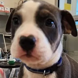 A baby large-sized male Siberian Husky dog named Hippo A for adoption in Plano, TX