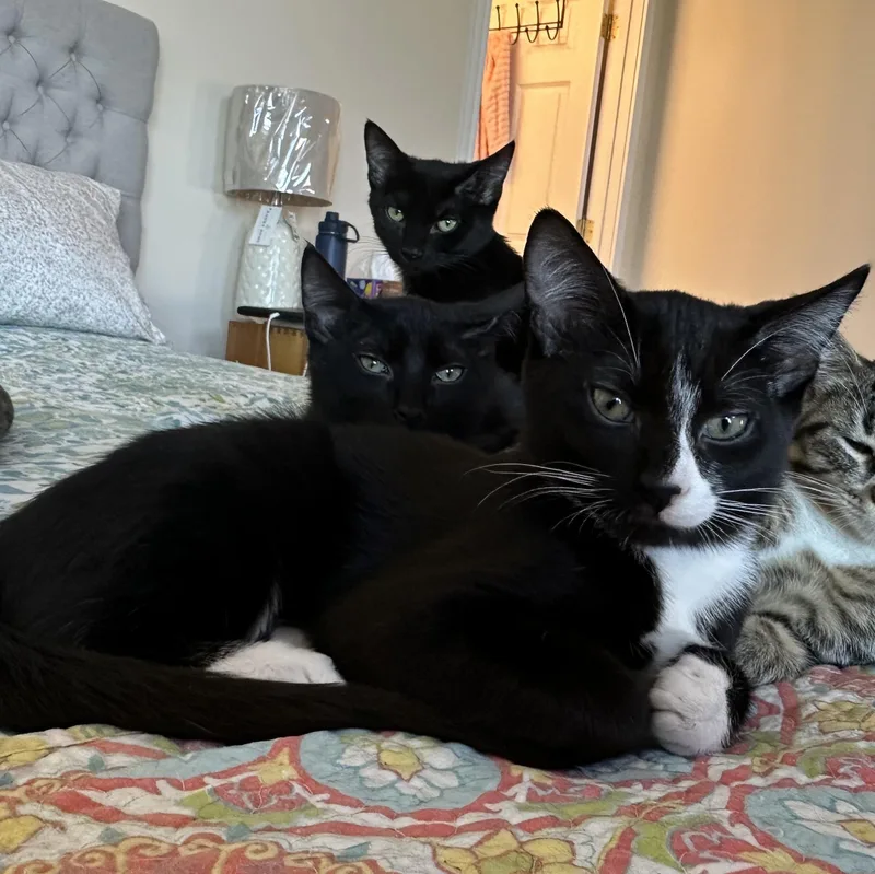A baby medium-sized male Black & White / Tuxedo Domestic Short Hair cat named Anise for adoption in Chicago, IL