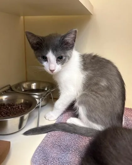 A baby small-sized female Domestic Short Hair cat named Hotaru for adoption in Fairfax, VA