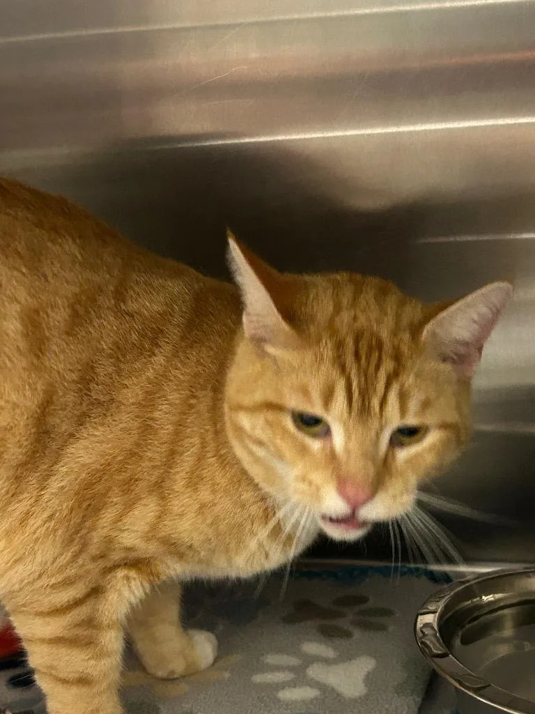 A young medium-sized female Domestic Short Hair cat named Mindy for adoption in Winder, GA