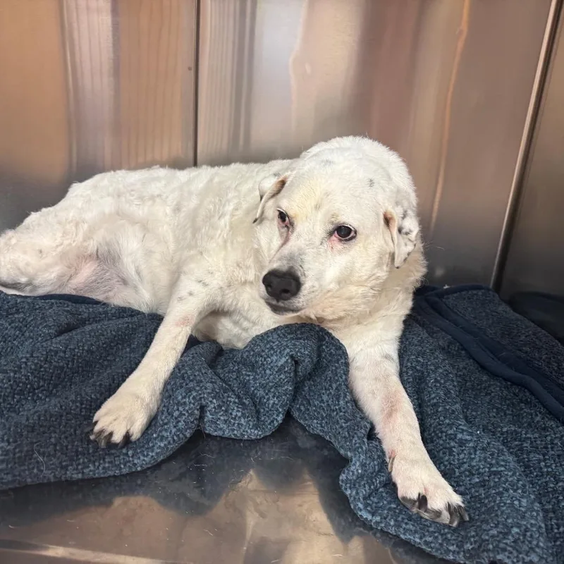 A senior medium-sized female White / Cream Australian Cattle Dog / Blue Heeler dog named Sunshine for adoption in Tunkhannock, PA