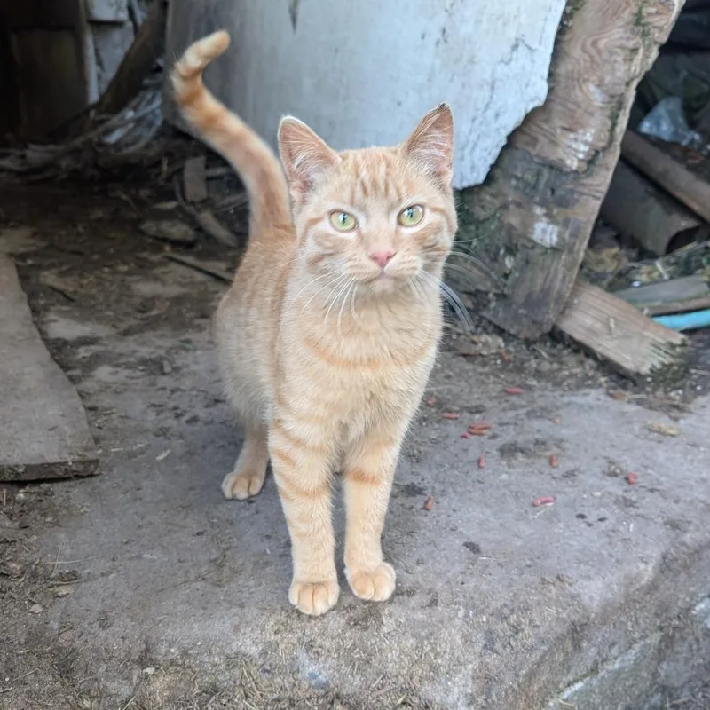 A young medium-sized male Orange / Red Domestic Short Hair cat named Machu Picchu for adoption in Watertown, NY