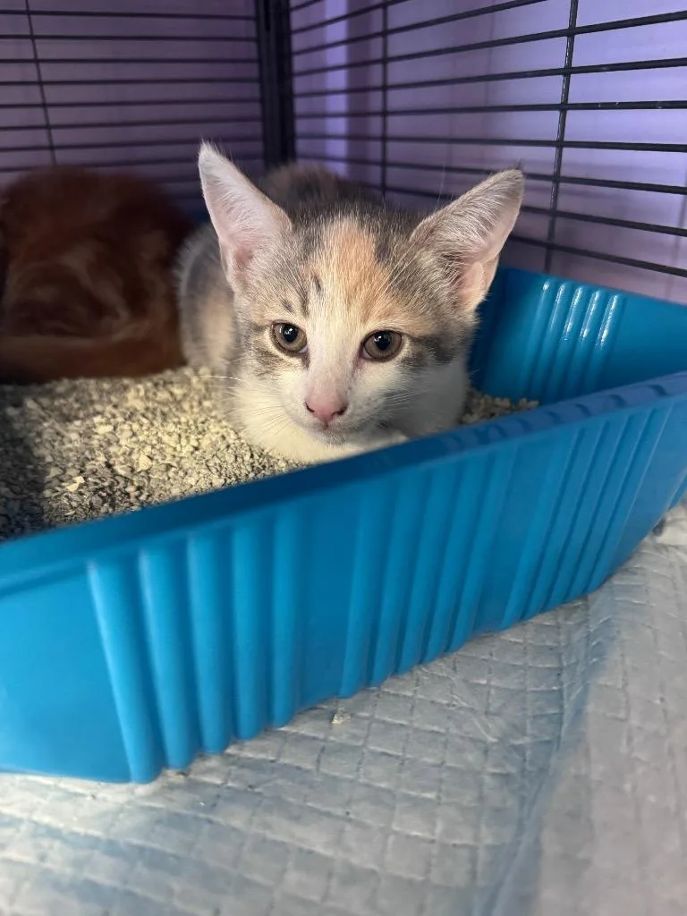 A baby medium-sized female Domestic Short Hair cat named Bossie for adoption in Johnson City, TN