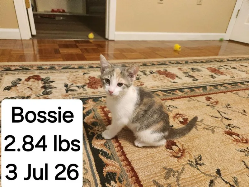Bossie thumbnail 2