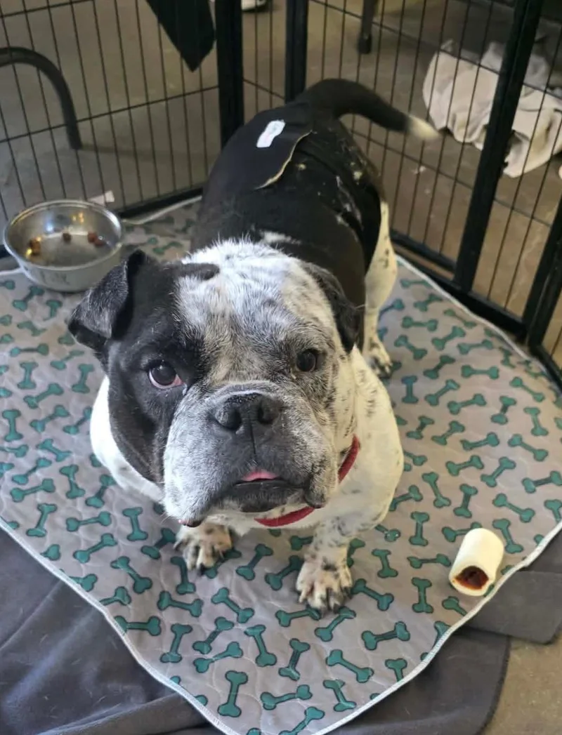 An adult medium-sized male American Bully dog named Parry for adoption in Cedar Rapids, IA