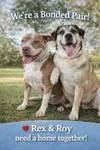 An adult large-sized male Pit Bull Terrier dog named Roy for adoption in Pompano Beach, FL
