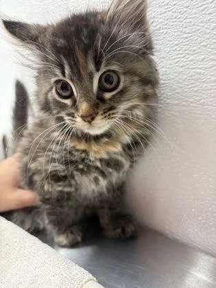 A baby medium-sized female Domestic Short Hair cat named Garnet for adoption in West Chester, PA