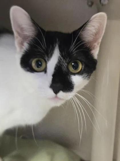 A young medium-sized female Domestic Short Hair cat named May  I am for adoption in East Brookfield, MA