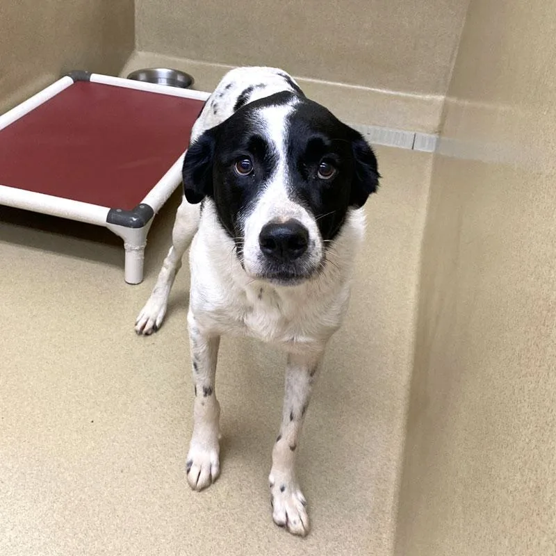 An adult medium-sized male Border Collie dog named Duff for adoption in Monroe, GA