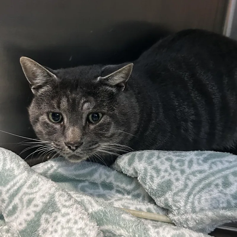 An adult medium-sized male Gray / Blue / Silver Domestic Short Hair cat named Boog for adoption in Spruce Pine, NC