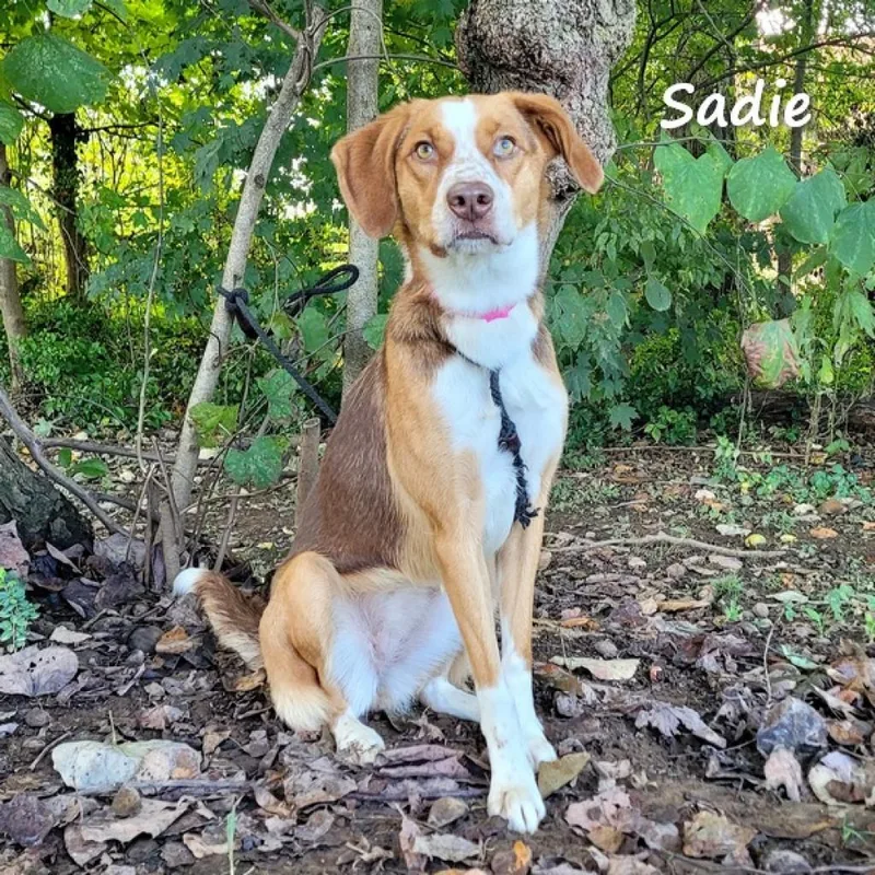 Sadie