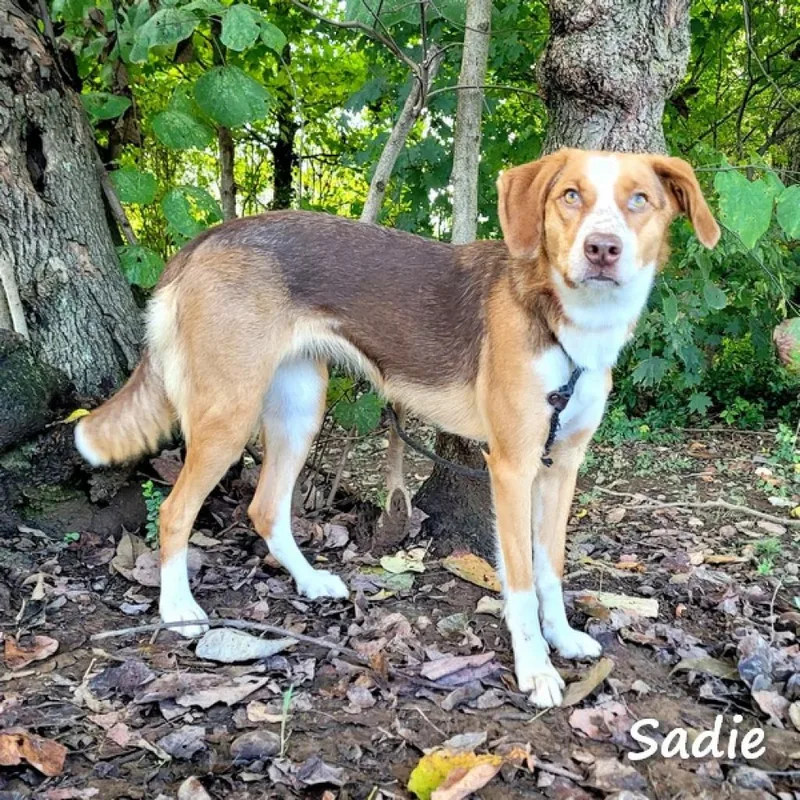 Sadie thumbnail 2