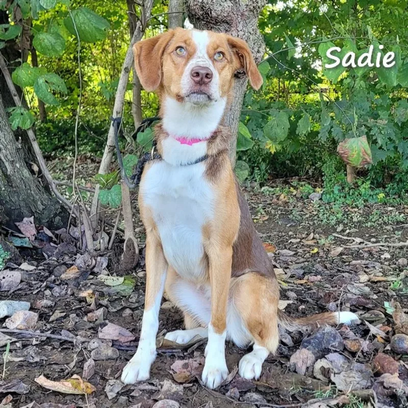 Sadie thumbnail 4