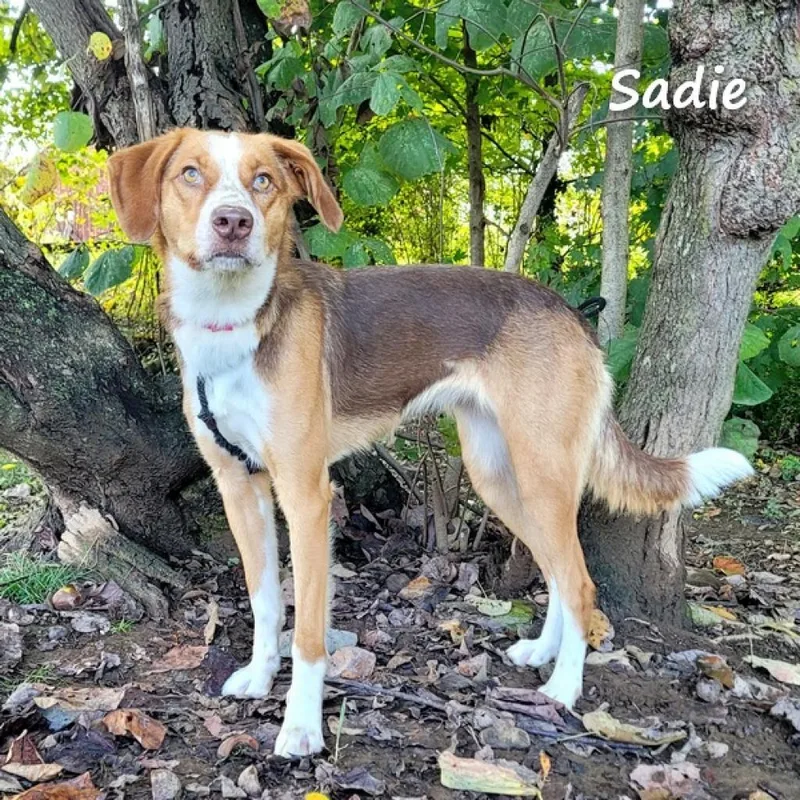 Sadie thumbnail 5