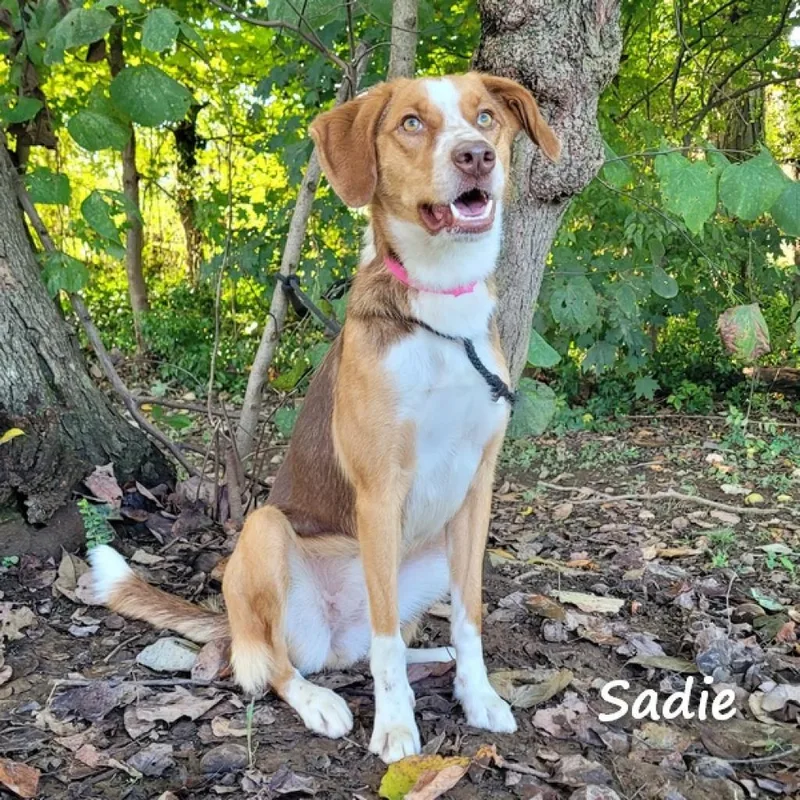 Sadie thumbnail 6
