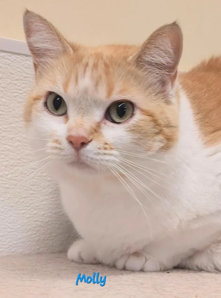 An adult medium-sized female Domestic Short Hair cat named Molly for adoption in Cedar Rapids, IA