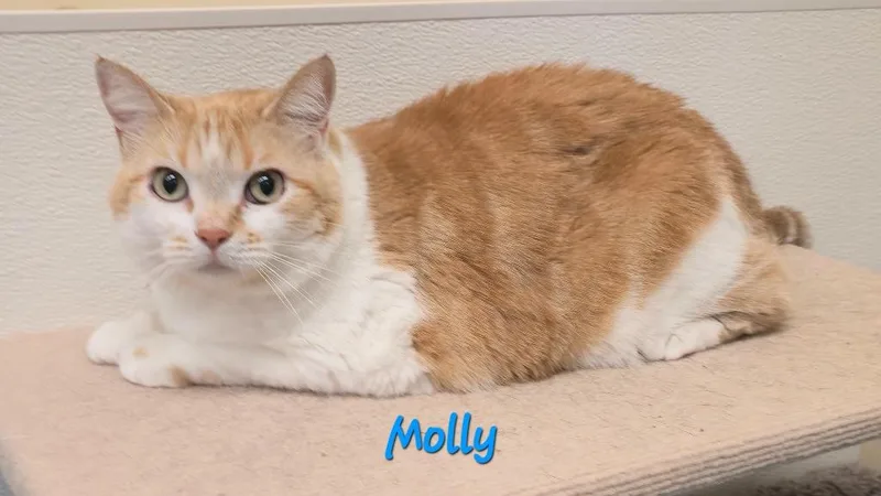 Molly thumbnail 2