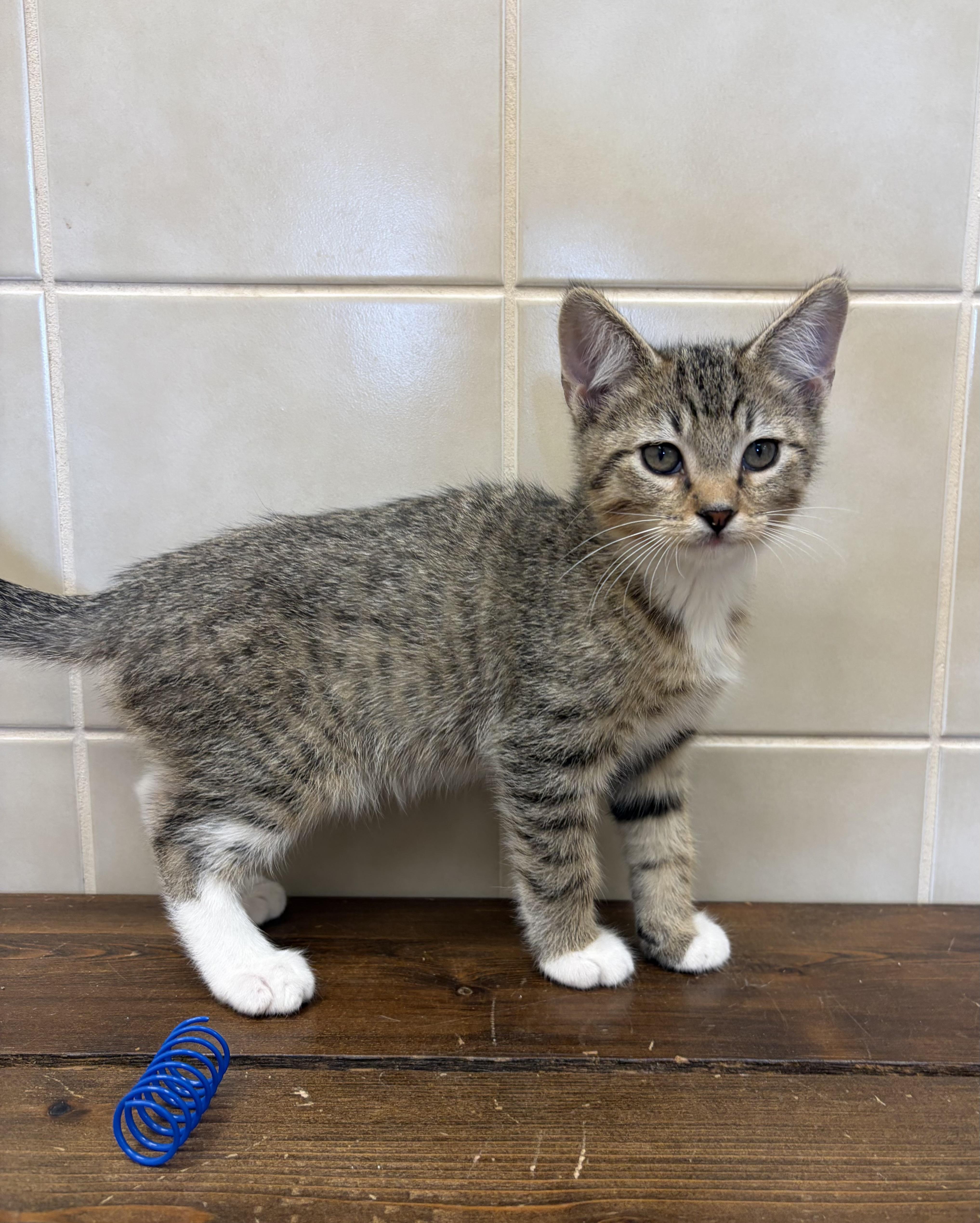 A baby medium-sized male Domestic Short Hair cat named Tommy for adoption in Kerrville, TX