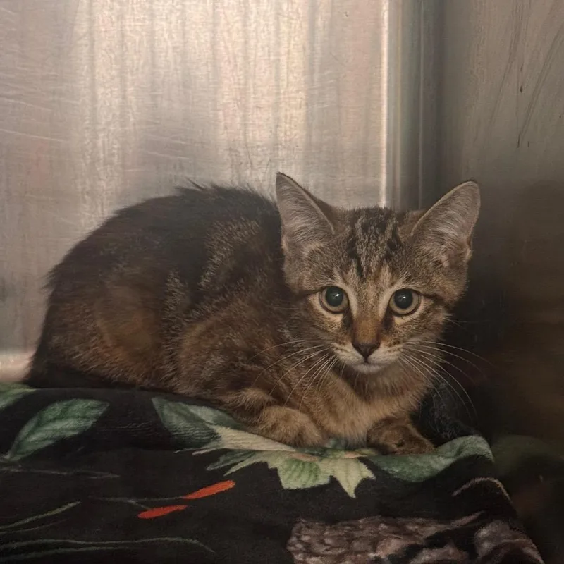 A baby small-sized male Brown / Chocolate Domestic Short Hair cat named Arthur for adoption in Lake Jackson, TX