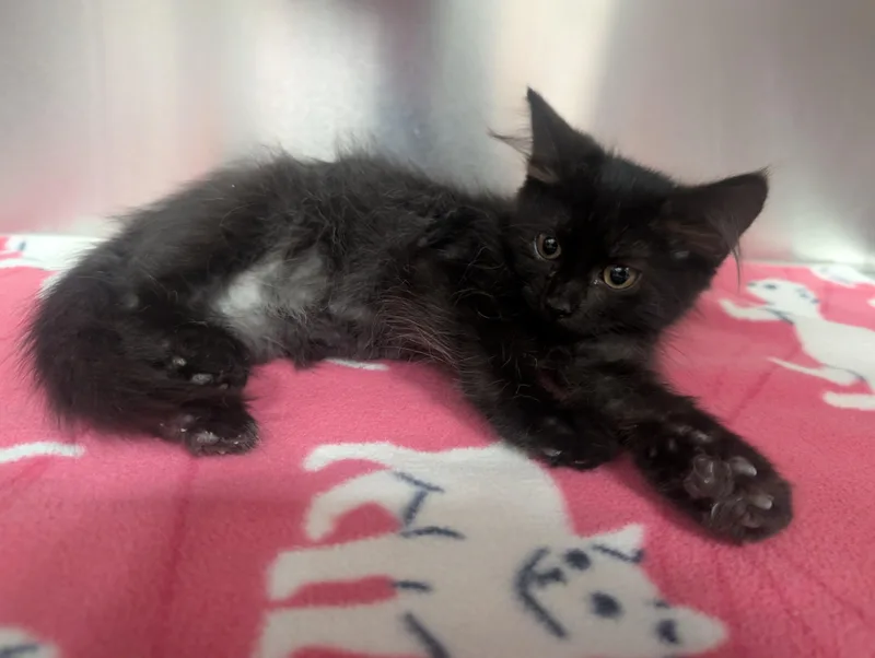 A young small-sized male Black Domestic Long Hair cat named Finnley for adoption in New Ulm, MN