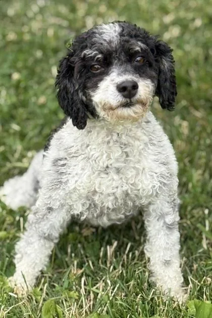 An adult small-sized female Poodle dog named Cher for adoption in Malvern, PA