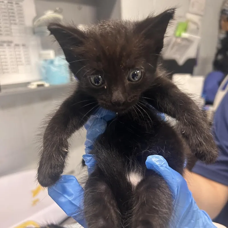 A baby small-sized male Black Domestic Short Hair cat named Dollar for adoption in Summerville, SC