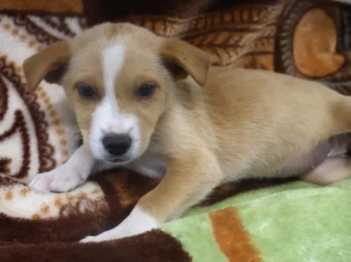 A baby medium-sized female Shepherd dog named Tali for adoption in Thief River Falls, MN
